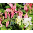 Harangláb Aquilegia caerulea Earlybird P15