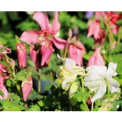 Harangláb Aquilegia caerulea Earlybird P15