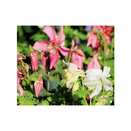 Harangláb Aquilegia caerulea Earlybird P15
