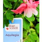 Harangláb Aquilegia caerulea Earlybird P15