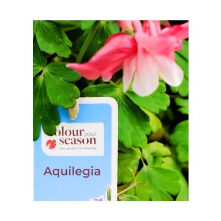 Harangláb Aquilegia caerulea Earlybird P15