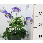 Harangláb Aquilegia caerulea Earlybird P15