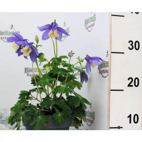 Harangláb Aquilegia caerulea Earlybird P15