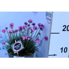 Tengerparti pázsitszegfű Armeria in cultivars P13