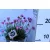 Tengerparti pázsitszegfű Armeria in cultivars P13