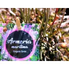 Tengerparti pázsitszegfű Armeria in cultivars P13