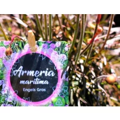 Tengerparti pázsitszegfű Armeria in cultivars P13