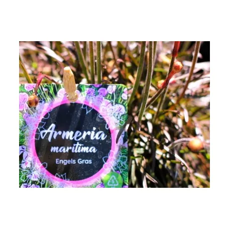 Tengerparti pázsitszegfű Armeria in cultivars P13