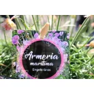 Tengerparti pázsitszegfű Armeria in cultivars P13