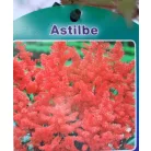 Kerti tollbuga piros Astilbe Fanal P17