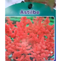 Kerti tollbuga piros Astilbe Fanal P17
