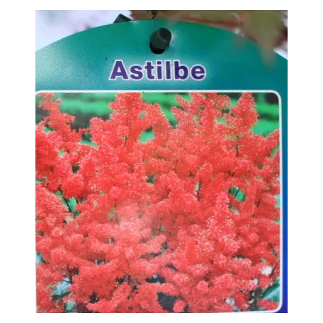 Kerti tollbuga piros Astilbe Fanal P17