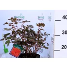 Kerti tollbuga piros Astilbe Fanal P17
