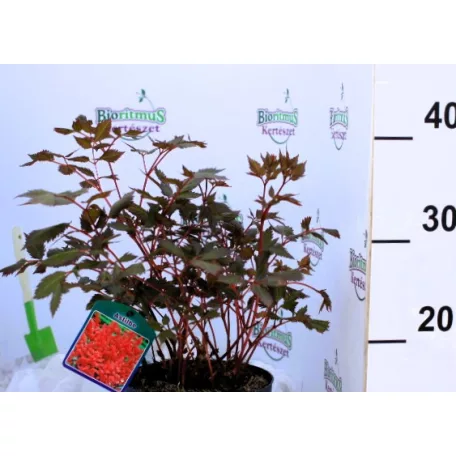 Kerti tollbuga piros Astilbe Fanal P17