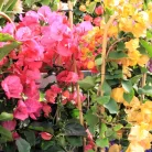 Bougainvillea Dania P17