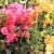 Bougainvillea Dania P17