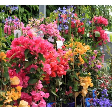 Bougainvillea Dania P17