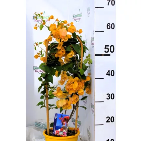 Bougainvillea Dania P17