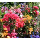 Bougainvillea Dania P17