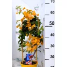 Bougainvillea Dania P17