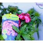 Törökszegfű Dianthus barbatus P13