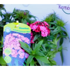Törökszegfű Dianthus barbatus P13