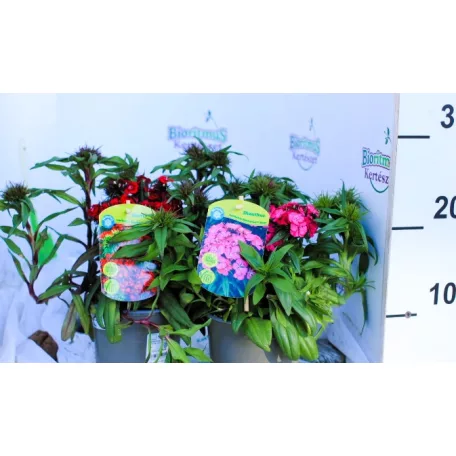Törökszegfű Dianthus barbatus P13