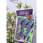 Kék virágú törpe nyáriorgona Buddleja davidii Nanho Blue P19