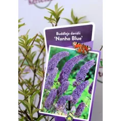   Kék virágú törpe nyáriorgona Buddleja davidii Nanho Blue P19