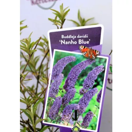 Kék virágú törpe nyáriorgona Buddleja davidii Nanho Blue P19