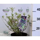 Kék virágú törpe nyáriorgona Buddleja davidii Nanho Blue P19