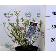   Kék virágú törpe nyáriorgona Buddleja davidii Nanho Blue P19