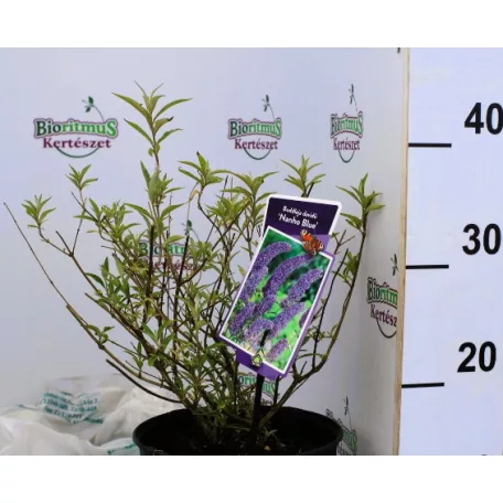 Kék virágú törpe nyáriorgona Buddleja davidii Nanho Blue P19