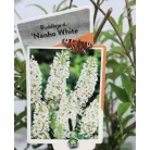 Fehér virágú törpe nyáriorgona Buddleja davidii Nanho White P19