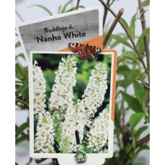   Fehér virágú törpe nyáriorgona Buddleja davidii Nanho White P19