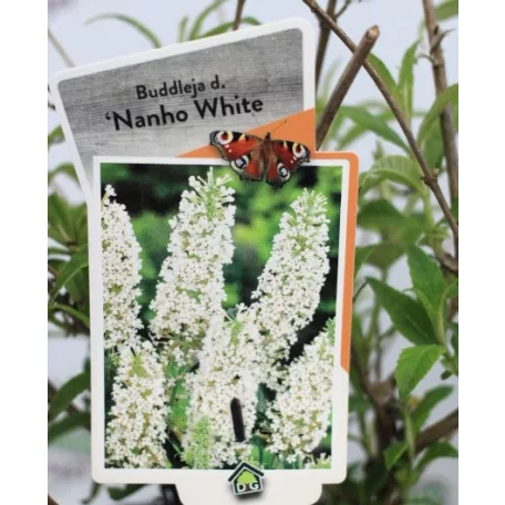 Fehér virágú törpe nyáriorgona Buddleja davidii Nanho White P19