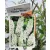 Fehér virágú törpe nyáriorgona Buddleja davidii Nanho White P19