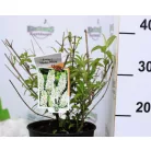 Fehér virágú törpe nyáriorgona Buddleja davidii Nanho White P19