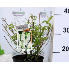   Fehér virágú törpe nyáriorgona Buddleja davidii Nanho White P19
