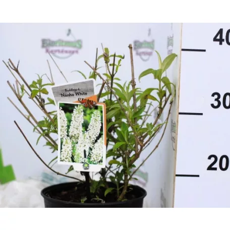 Fehér virágú törpe nyáriorgona Buddleja davidii Nanho White P19