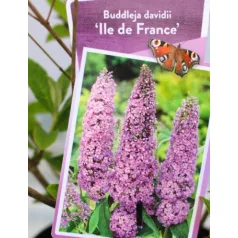   Sötét rózsaszín virágú nyáriorgona Buddleja davidii Ile de France P19