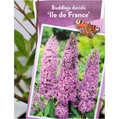 Sötét rózsaszín virágú nyáriorgona Buddleja davidii Ile de France P19