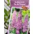 Sötét rózsaszín virágú nyáriorgona Buddleja davidii Ile de France P19