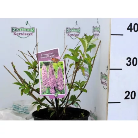 Sötét rózsaszín virágú nyáriorgona Buddleja davidii Ile de France P19