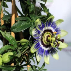 Golgotavirág Passiflora in cultivars P17