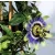 Golgotavirág Passiflora in cultivars P17