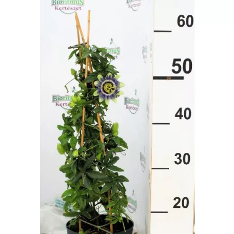 Golgotavirág Passiflora in cultivars P17