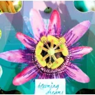 Golgotavirág Passiflora in cultivars P17