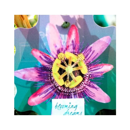 Golgotavirág Passiflora in cultivars P17
