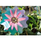 Golgotavirág Passiflora in cultivars P17